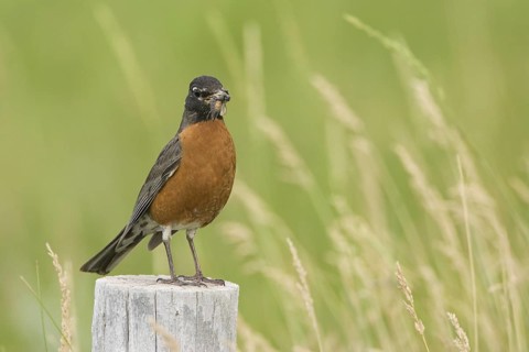 American Robin (Turdus migratorius), Wyoming, USA