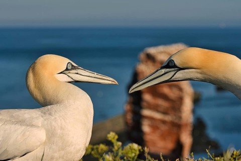 Northern Gannet (Morus bassanus) pair, Schleswig-Holstein, Germany