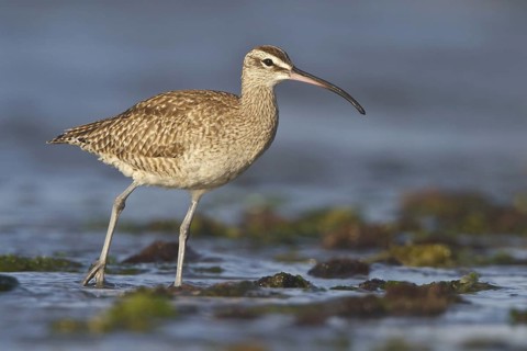 Whimbrel (Numenius phaeopus), Isla de Ballestas National Park, Peru