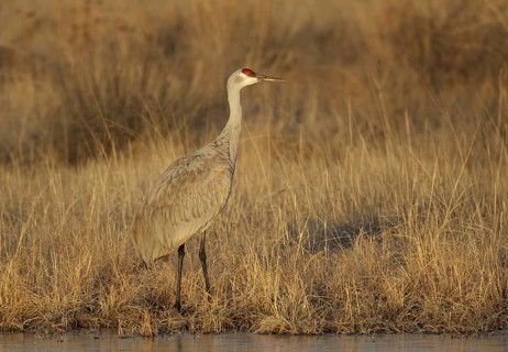 Sandhill Crane (Antigone canadensis), New Mexico, USA