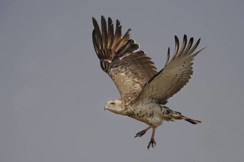 Short-toed Snake Eagle (Circaetus gallicus), India