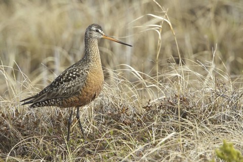 Hudsonian Godwit (Limosa haemastica) male, Manitoba, Canada