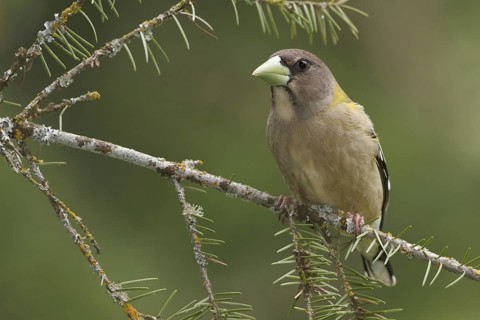 Evening Grosbeak (Hesperiphona vespertina) female, British Columbia, Canada