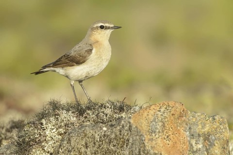 Northern Wheatear (Oenanthe oenanthe) female, Alaska, USA