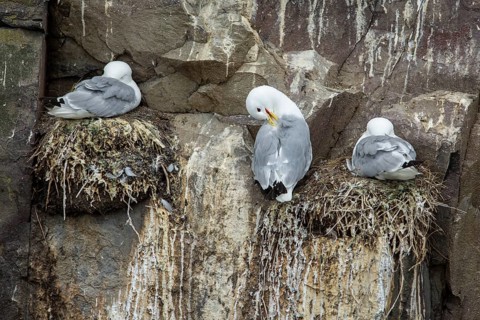 Black-Legged Kittiwake (Rissa tridactyla), on a nest in a cliff, Farne Islands, United Kingdom