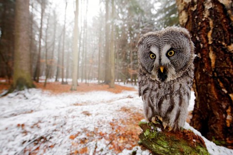 Magic bird Great Gray Owl, Strix nebulosa, hidden behind tree trunk with spruce tree forest in