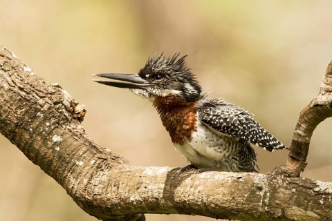 Giant Kingfisher (Megaceryle maxima) male, Gambia