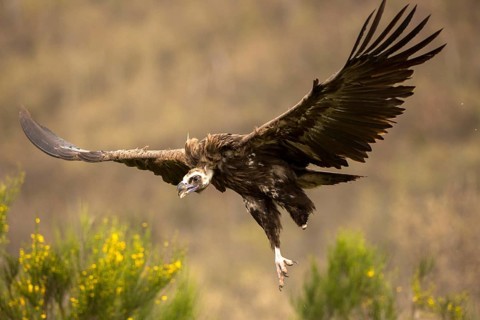 Cinereous Vulture (Aegypius monachus) flying, Castile and Leon, Spain