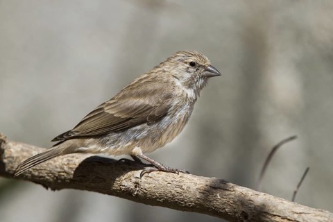 Yemen Serin (Crithagra menachensis), Oman