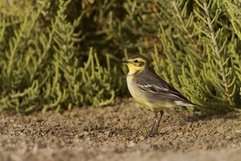 Citrine Wagtail (Motacilla citreola), Oman