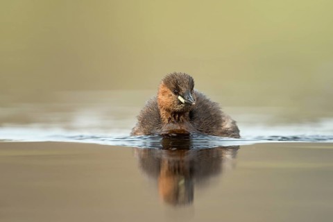 Little Grebe (Tachybaptus ruficollis), North Rhine-Westphalia, Germany
