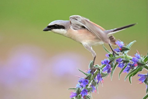 Red-backed Shrike (Lanius collurio) male, Baden-Wuerttemberg, Germany