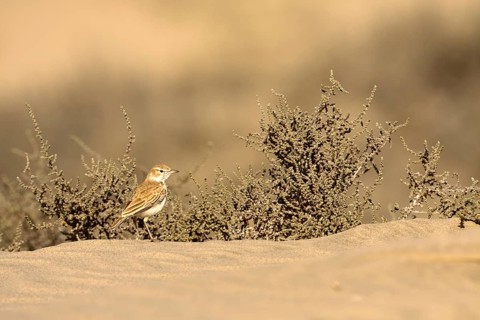 Dune Lark (Calendulauda erythrochlamys), Sandwich Bay, Namibia