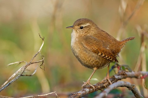 Eurasian Wren (Troglodytes troglodytes), Baden-Wuerttemberg, Germany