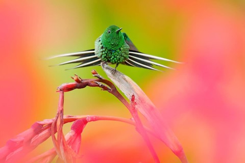 Nice hummingbird Green Thorn-tail, Discosura conversii with blurred pink and red flowers in
