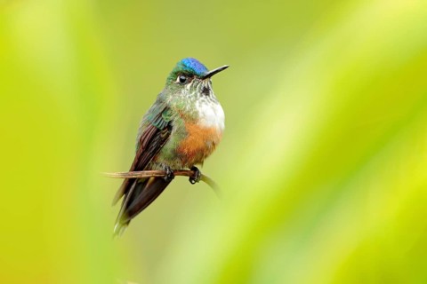 Humminbird frm Colombia in the bloom flower, Colombia, wildlife from tropic jungle. Wildlife scene
