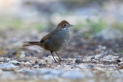 Rufous Bristlebird (Dasyornis broadbenti) perched on the ground, Victoria, Australia