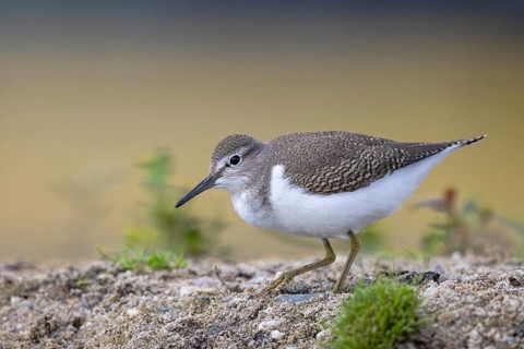 Common Sandpiper (Actitis hypoleucos), North Rhine-Westphalia, Germany