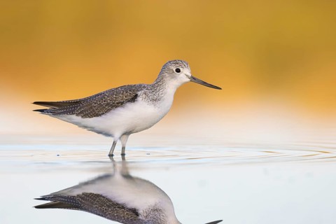 Common Greenshank (Tringa nebularia), Victoria, Australia
