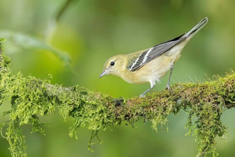 Bay-breasted warbler (Setophaga castanea) perched on a branch in Panama
