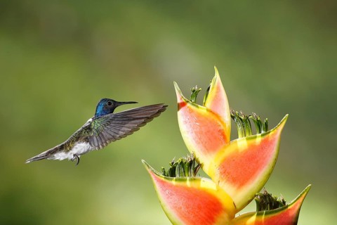 White-necked Jacobin (Florisuga mellivora) male flying and feeding on flower nectar, Costa Rica