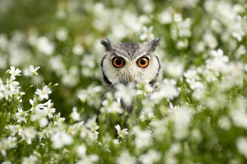 Southern White-faced Owl (Ptilopsis granti) captive, Germany