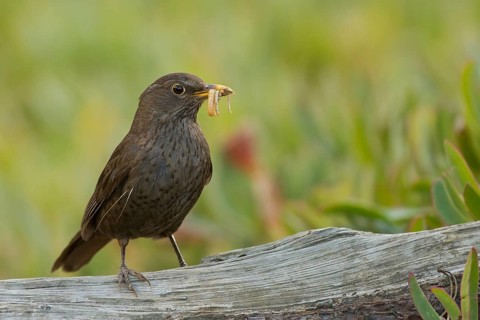 Common Blackbird (Turdus merula) female carrying food in its beak, Corsica, France