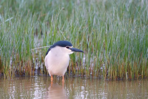 Black-crowned Night Heron (Nycticorax nycticorax), Mallorca, Spain