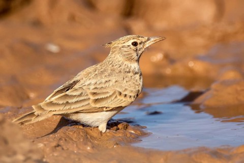 Maghreb Lark (Galerida macrorhyncha randonii) at a waterhole, Rgabi, Morocco