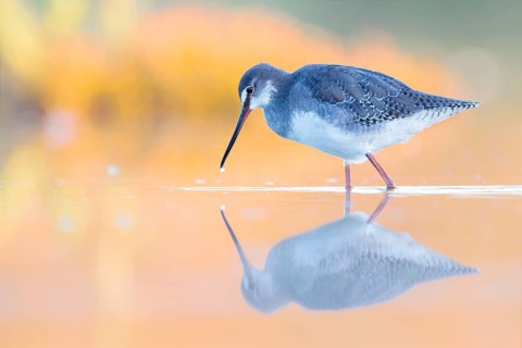 Spotted Redshank (Tringa erythropus) foraging, Groningen, Netherlands