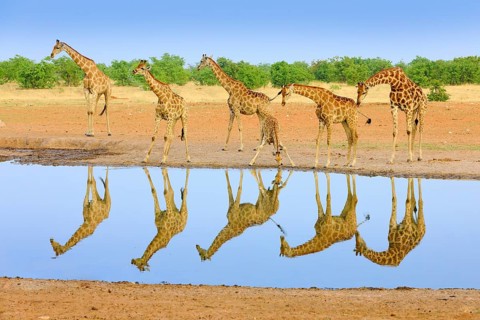 Group of giraffe near the water hole, mirror reflection in the still water, Etosha NP, Namibia,