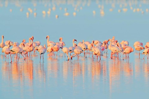 Lesser Flamingo, Phoeniconaias minor, flock of pink bird in the blue water. Wildlife scene from