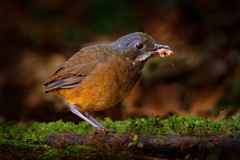 Moustached antpitta, Grallaria alleni, bird family Grallariidae, from Colombia, Ecuador and far