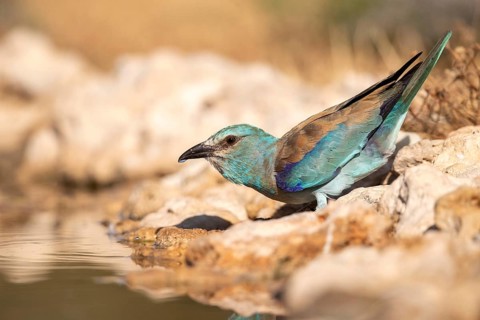 European Roller (Coracias garrulus) at a waterhole, Castile-La Mancha, Spain