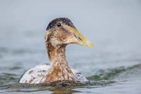 Eiderente, Somateria mollissima Common Eider, Somateria mollissima