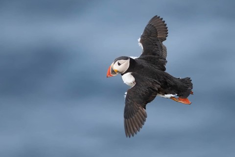 Atlantic Puffin (Fratercula arctica) flying, Iceland