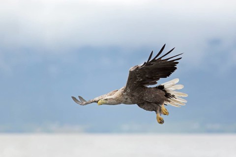 Seeadler; lat. Haliaeetus albicilla; im Anflug von der Seite dicht über der Wasseroberfläche des