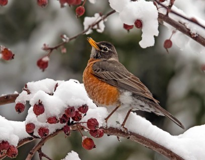 American Robin, Turdus migratorius, perched on a snowy branch in Saskatchewan, Canada