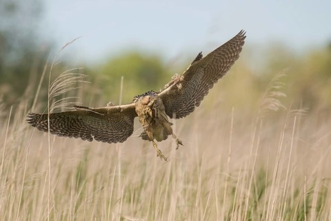 Eurasian Bittern (Botaurus stellaris) female flying, Schleswig-Holstein, Germany