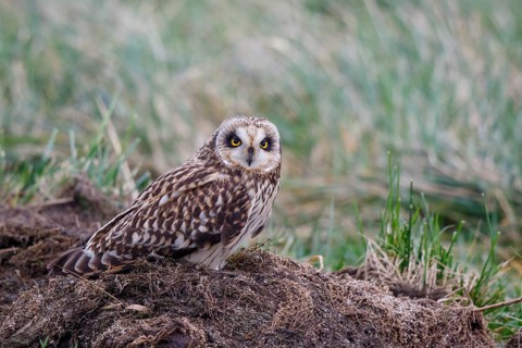 Short-eared Owl (Asio flammeus), Netherlands
