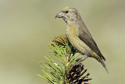 Red Crossbill (Loxia curvirostra) female, Oregon, USA