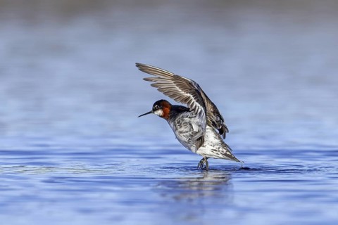 Red-necked phalarope, northern phalarope (Phalaropus lobatus) adult female in breeding plumage