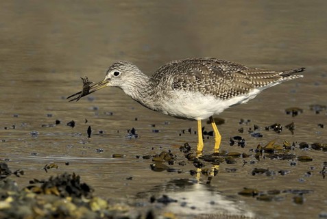 Greater Yellowlegs (Tringa melanoleuca), British Columbia, Canada