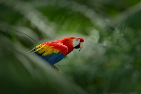 Red parrot in green vegetation. Scarlet Macaw, Ara macao, in dark green tropical forest, Costa