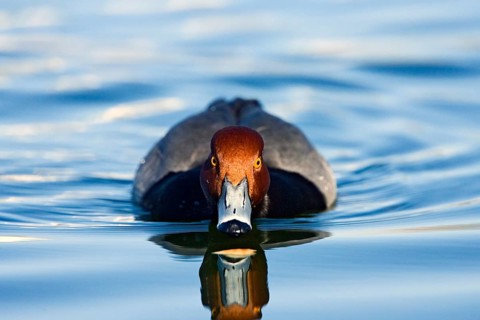 Redhead Aythya americana Tucson, ARIZONA, United States March Adult Male Anatidae