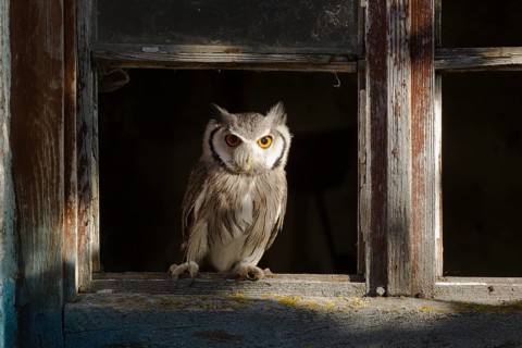 Southern White-faced Owl (Ptilopsis granti) captive, Germany