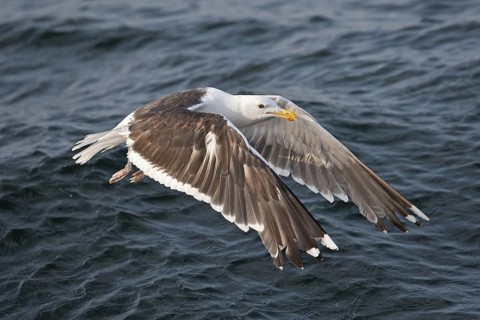 Great Black-backed Gull (Larus marinus) juvenile flying, North Sea, Germany