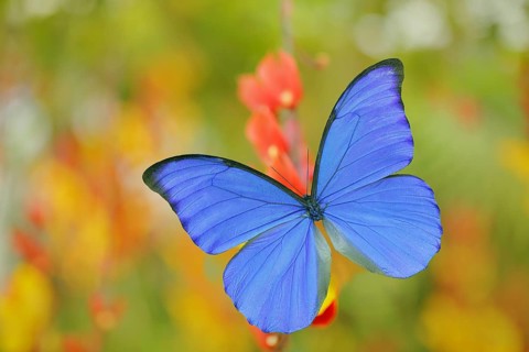 Blue butterfly Morpho didius, the giant blue morpho, sitting on on orange red flowers, Peru.