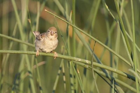 Spanish Sparrow - Weidensperling - Passer hispaniolensis ssp. hispaniolensis, adult female, Croatia