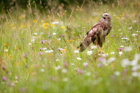 Common Buzzard (Buteo buteo) calling in a flowering meadow, Asturias, Spain